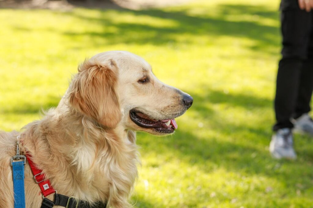 10 Signs of Being a Typical Dog Owner