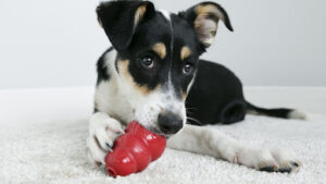 8 Things to Put in a Kong for your Dog