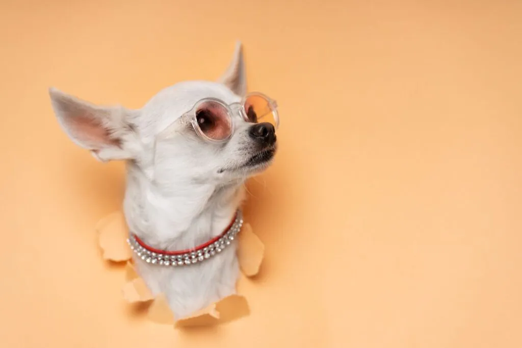 A Recap of a Pawsome Week