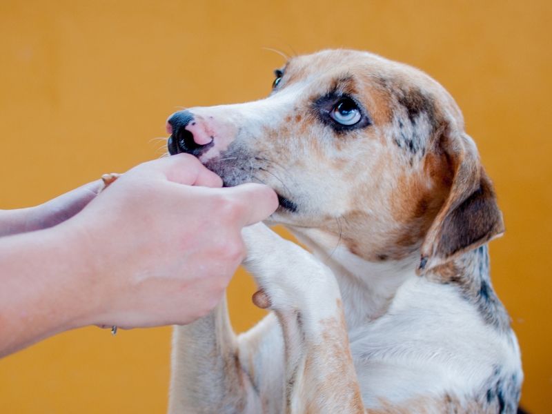 Amazing Adoption & Pet-friendly Events This Weekend