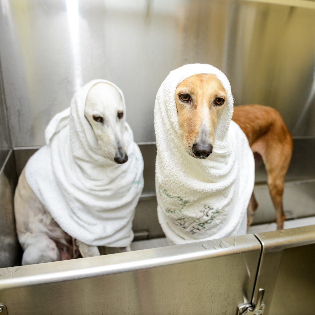 Self dog bathing places shop near me