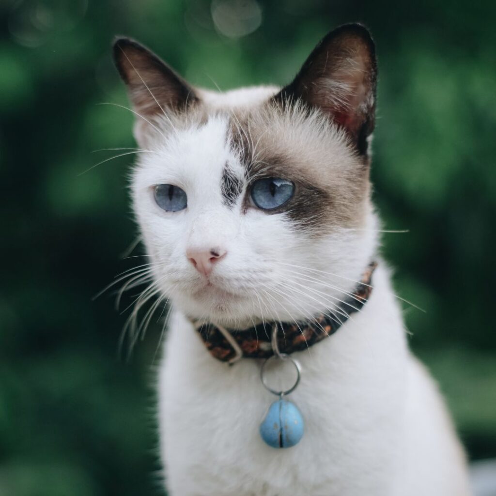 Best Cat collar