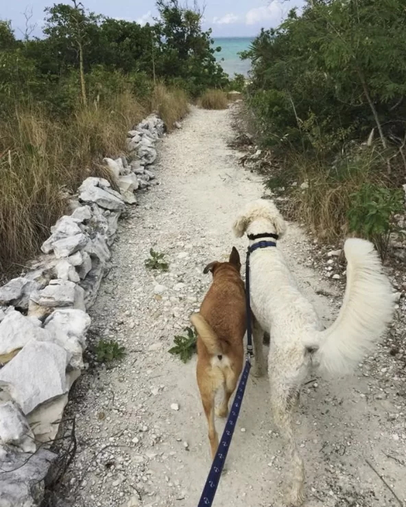 Bling dogs