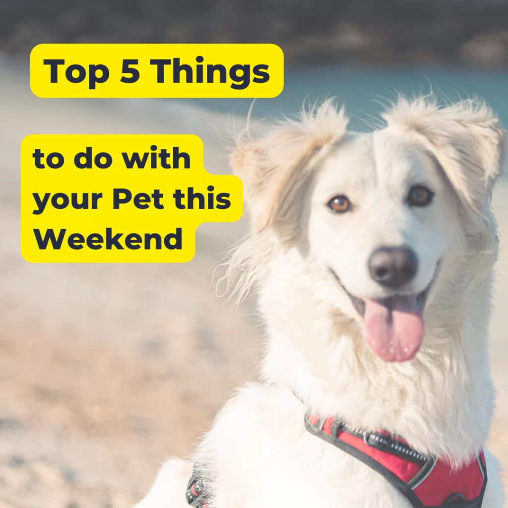 Things to do with your pet in Dubai