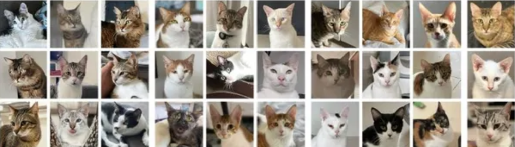 Rescue Cats