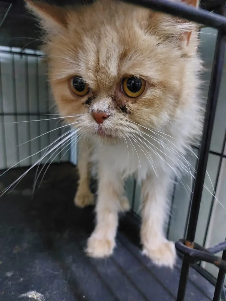 Cats dumped