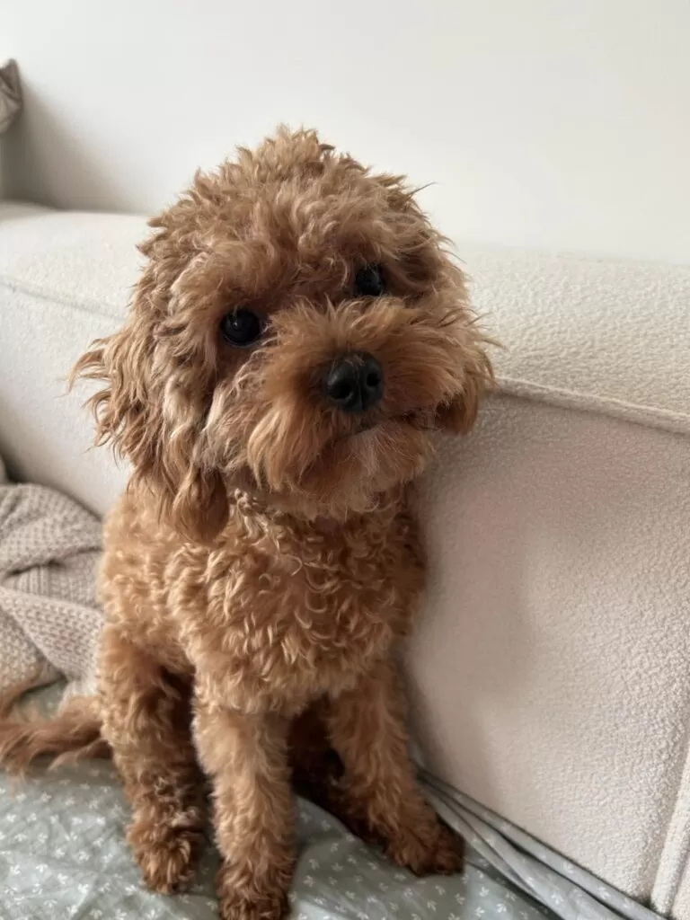 Dog