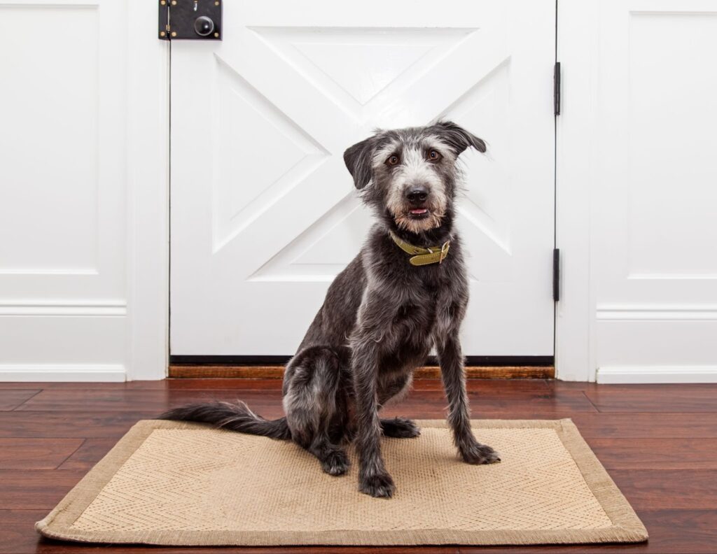 Dog Doormats