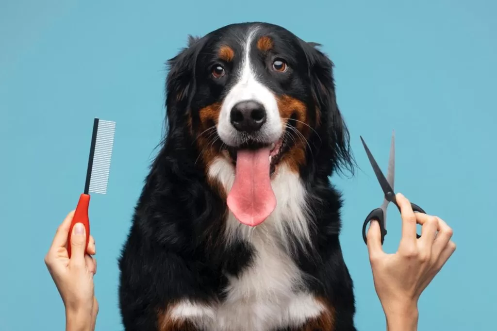 Dog Grooming at Home