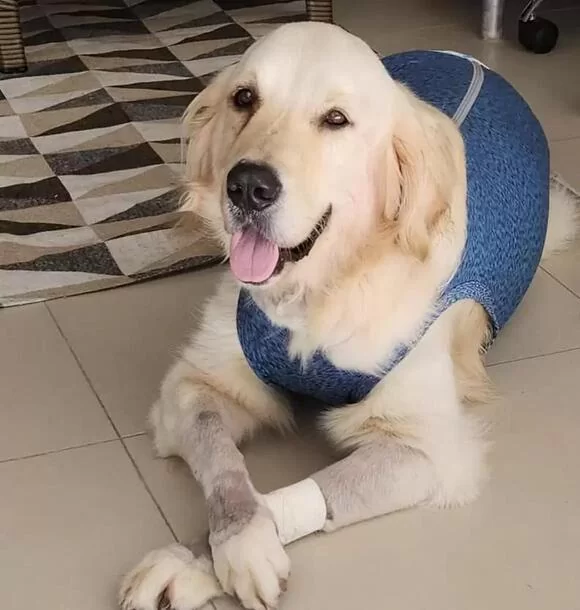 Dog Leaves Hospital with Vet Staff's Sweet Farewell Surprise