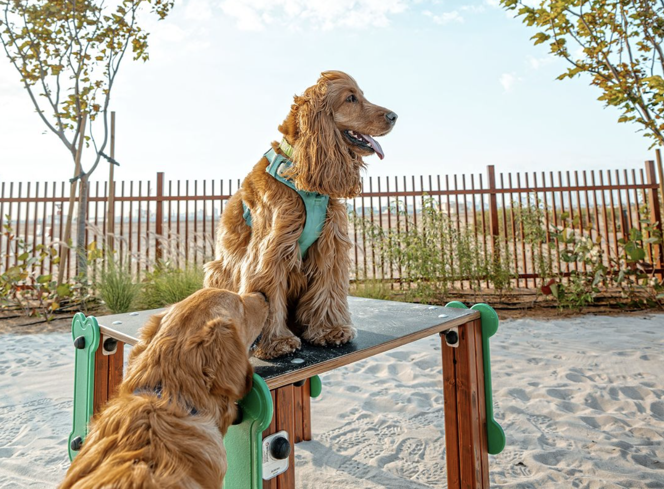 Dog Park Dubai Island