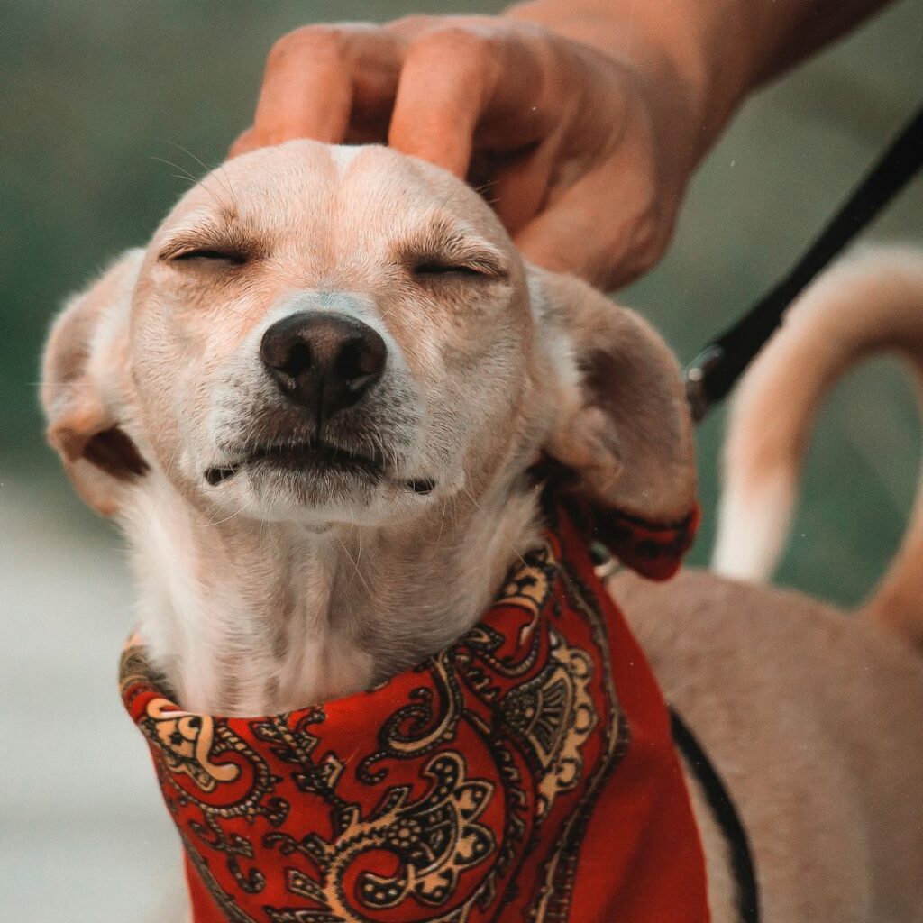 Dog bandana
