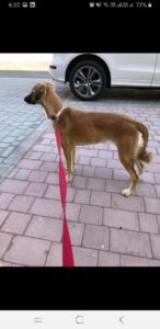 Dog found in Dubai||Dog found in Dubai