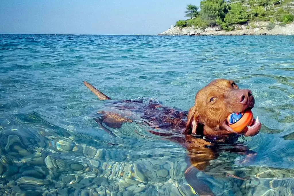 Dog friendly beach in Dubai