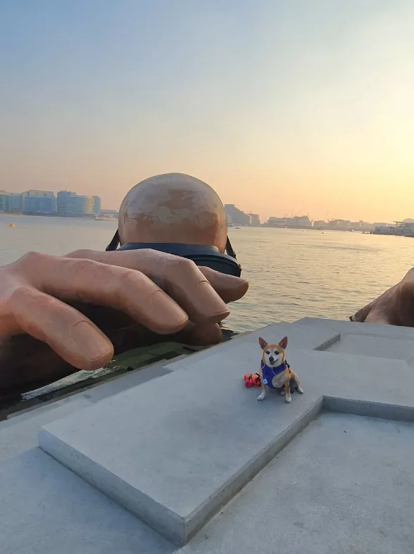 Dog friendly things to do in Abu Dhabi - pet friendly staycation in Abu DHabi