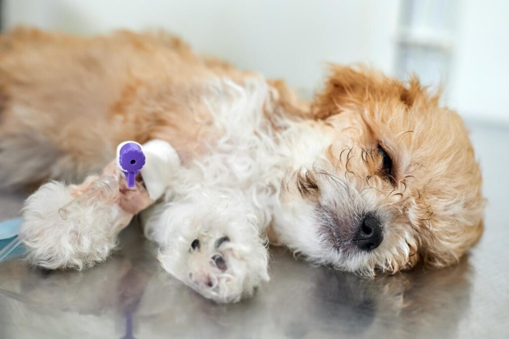 Dogs Parvovirus