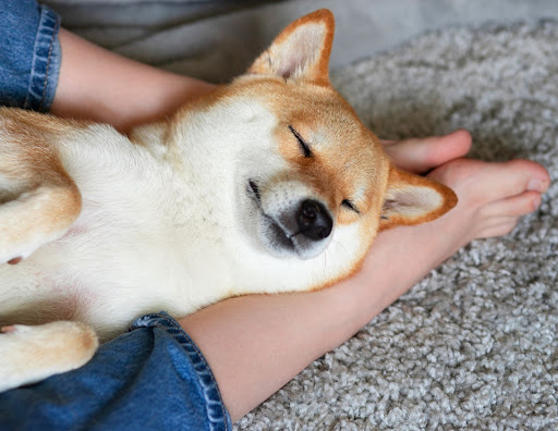 Everything You Need to Know About Dogs’ Sleeping Habits