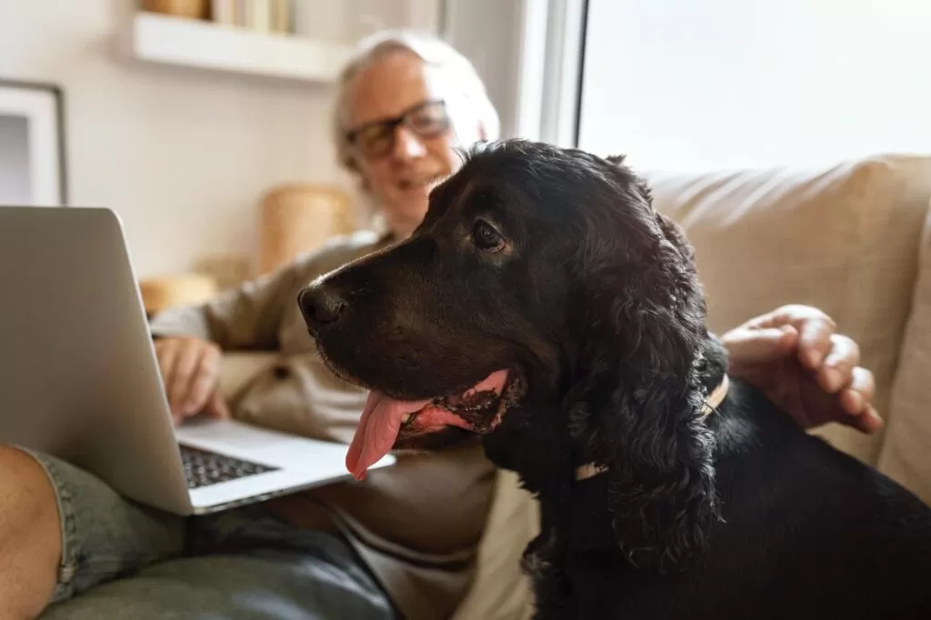 Feeding elderly dogs deals