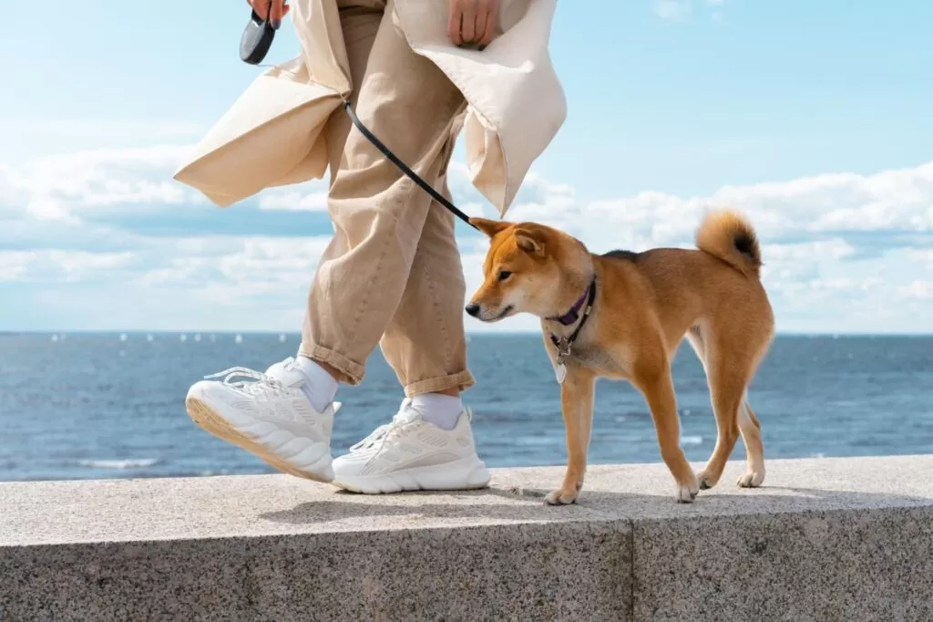 Fun Activities to do With Your Dog