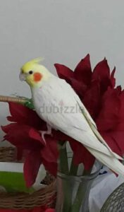 Lost bird in Dubai||Lost bird in Dubai||Lost bird in Dubai