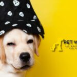 Halloween-Dog-Costumes-and-parties-1