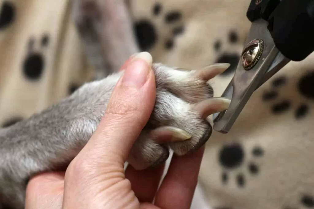 How To Trim Dog Nails Safely and Effectively