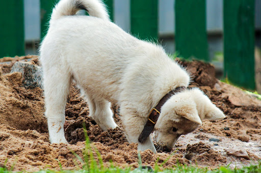 How to Stop Your Dog from Digging
