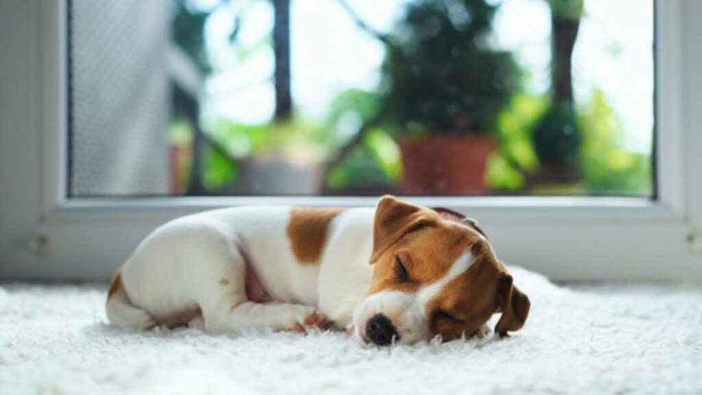 Is Your Dog Stomach Making Sound