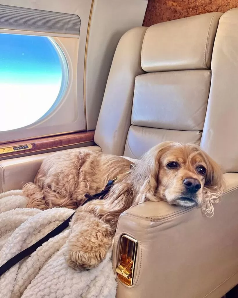K9 Jets