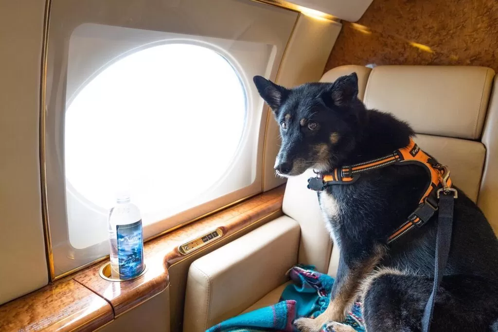 K9 Jets