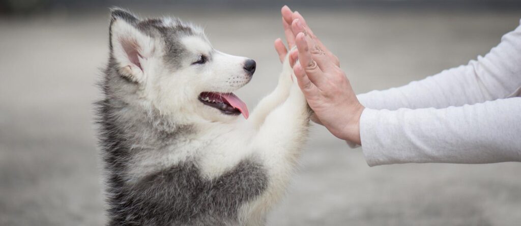 Latest Dogs for Adoption in Dubai