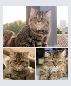 Lost Cat in Dubai