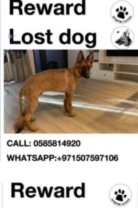 Lost Dog in Silicon Oasis Dubai