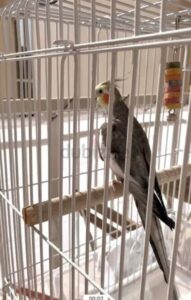 Lost bird in Dubai