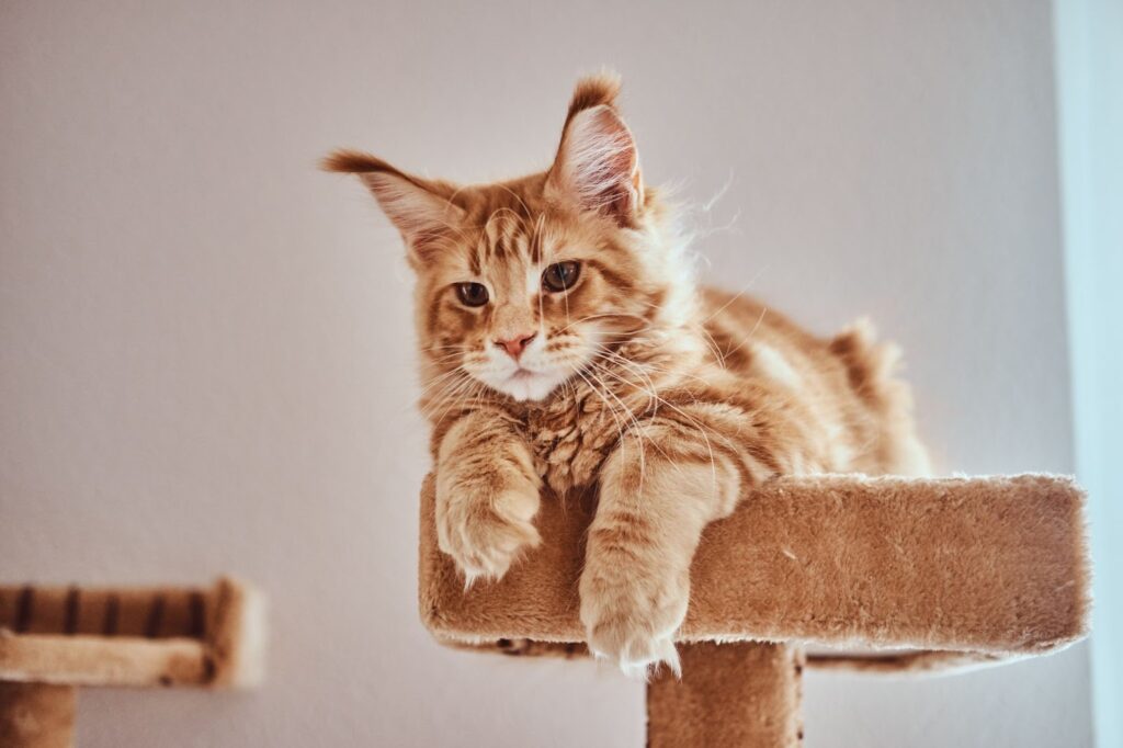 Maine Coon Cats