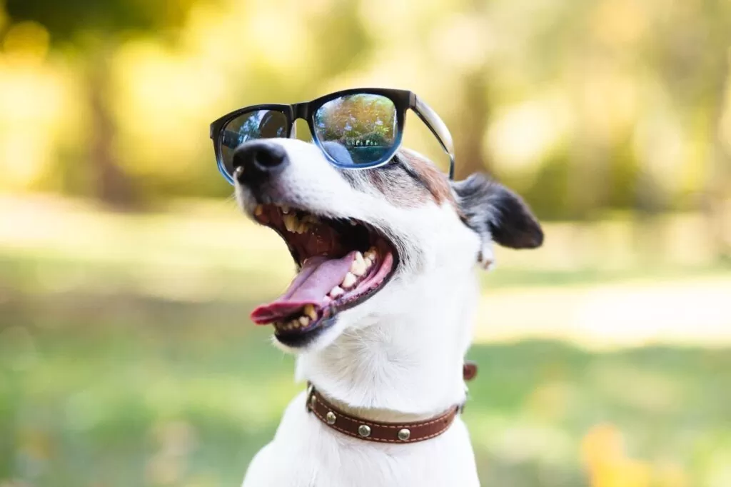 PETWITHIT