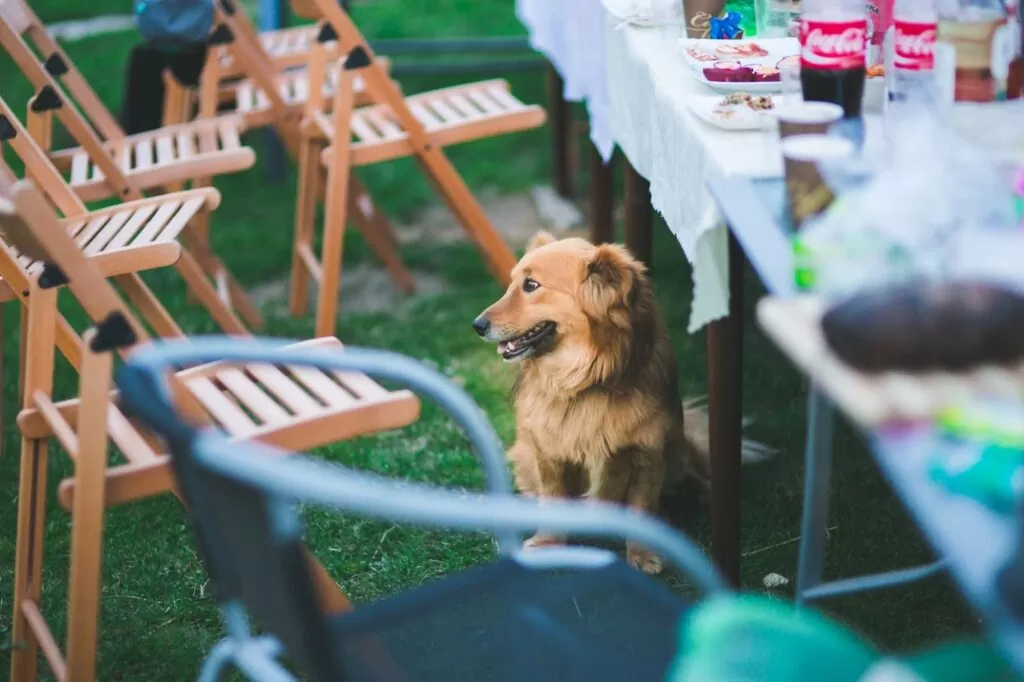 PETWITHIT