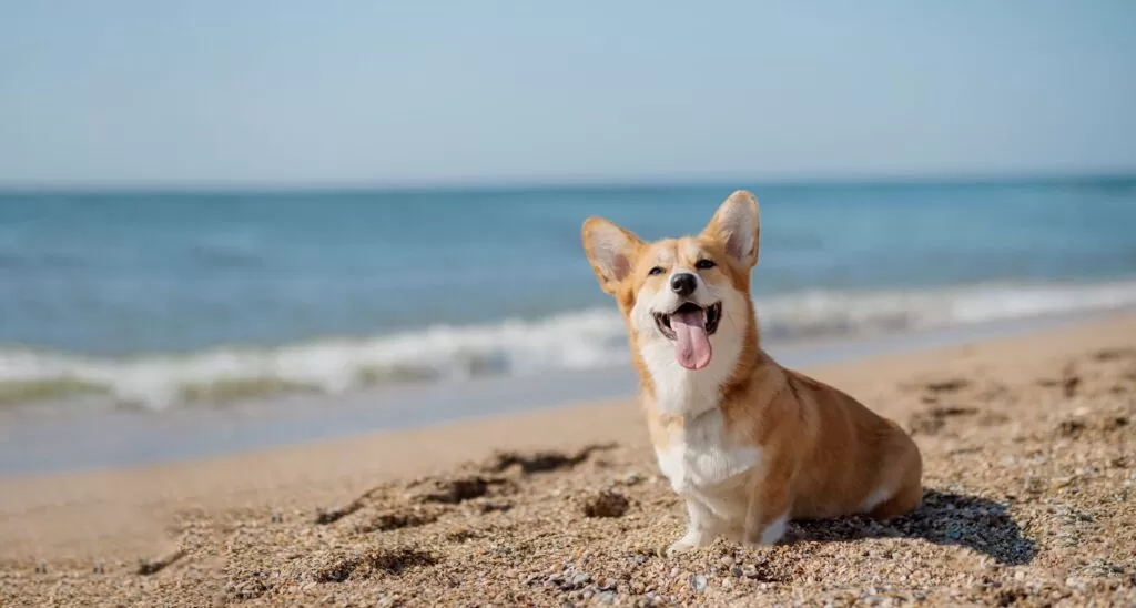 Pet Friendly Activities for the Weekend