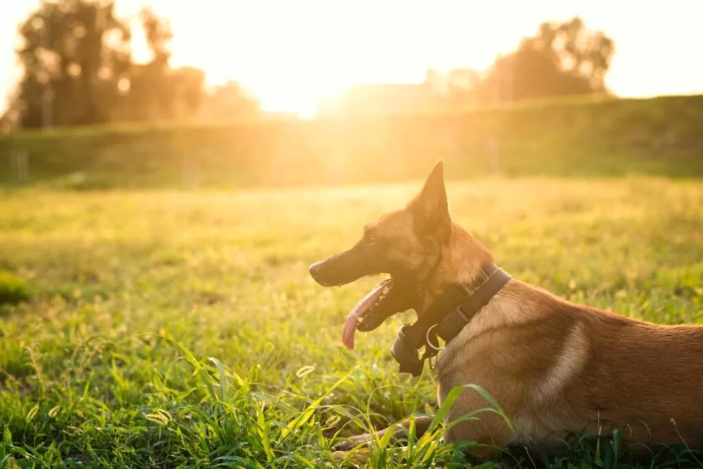 Pet Friendly Day at Al Hamra