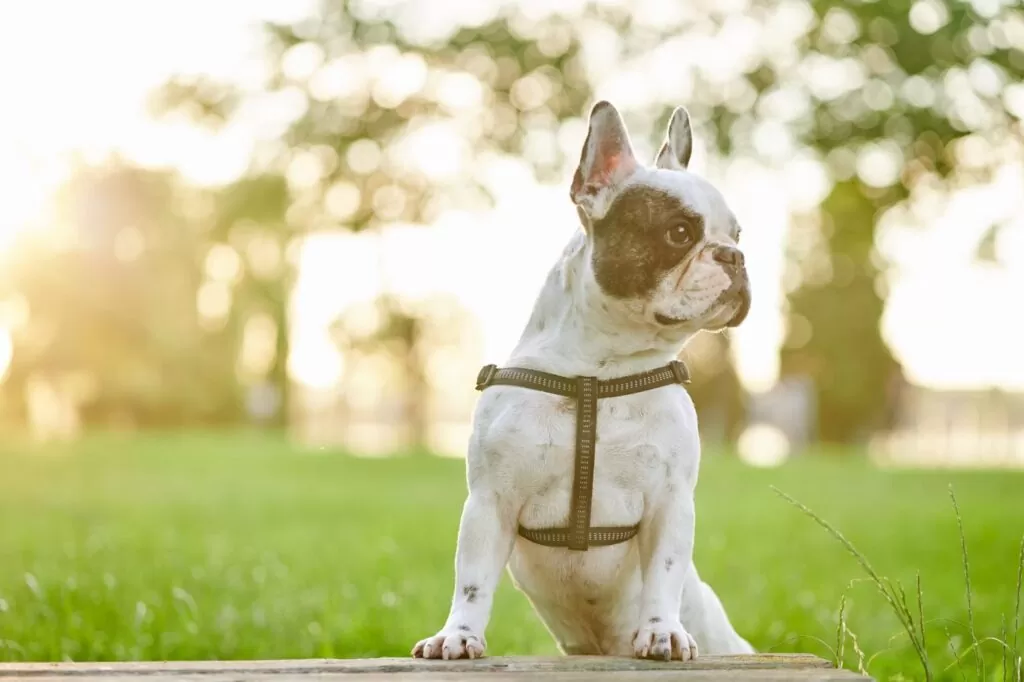 Pet Friendly Day in Dubai