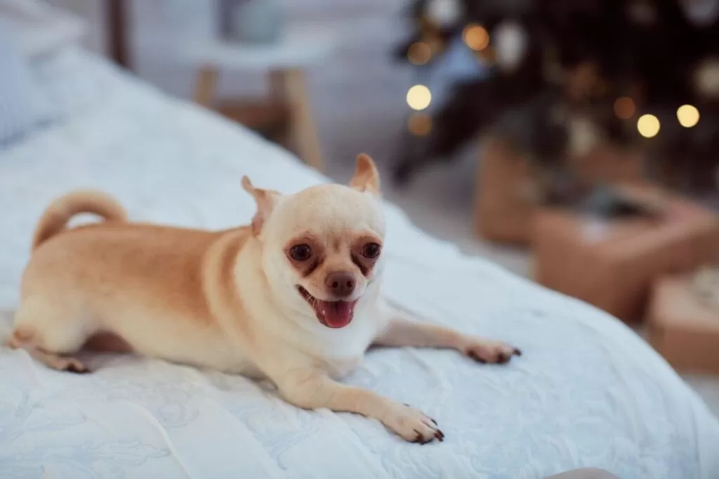 Pet Friendly Hotels on Booking