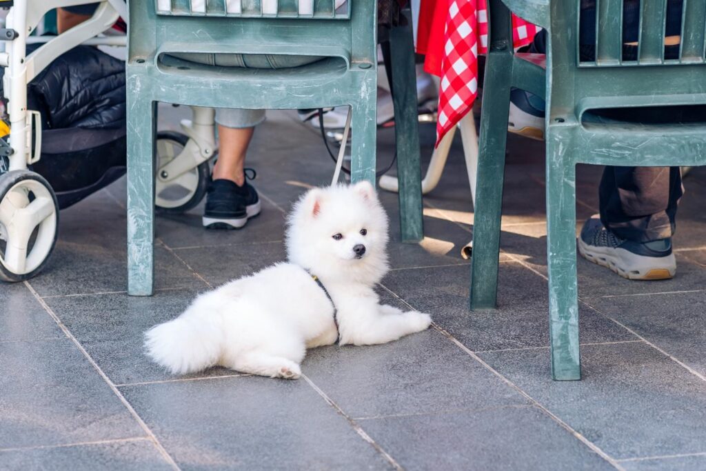 Pet Friendly Restaurants Near You