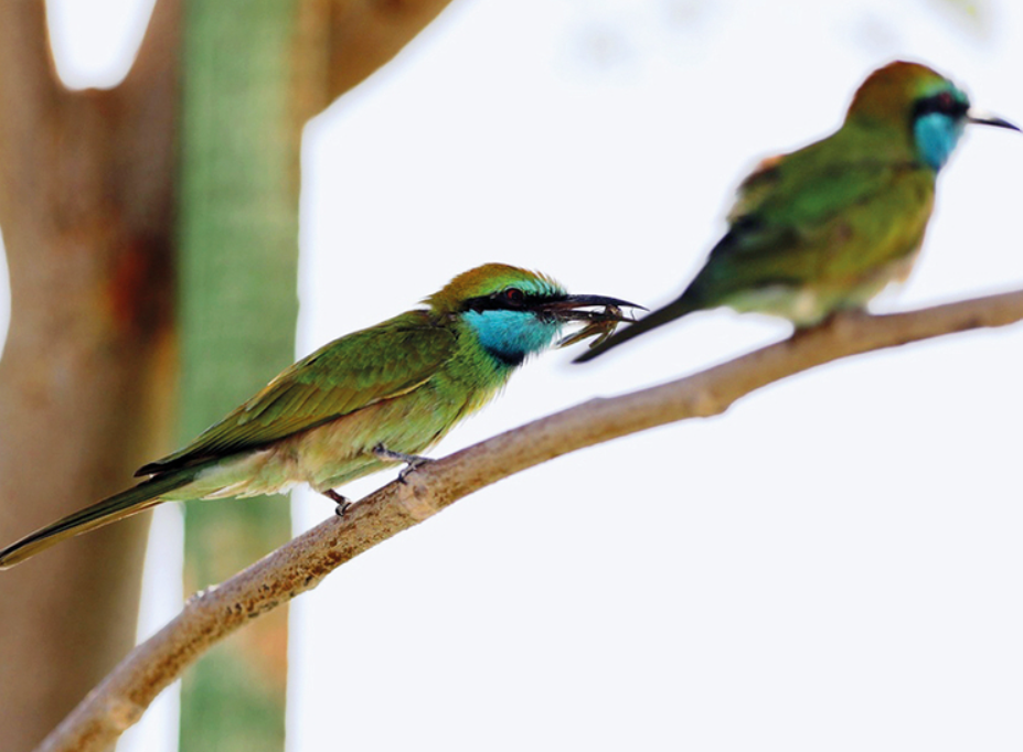 Pet birds in Dubai