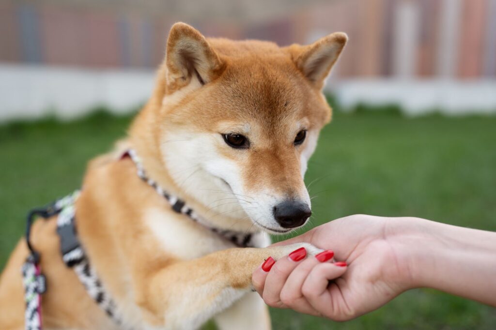 Pet-friendly Events
