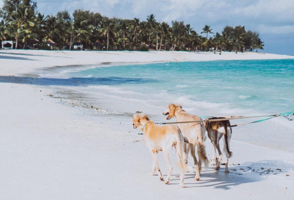 Pet friendly Hotels with Beach Access