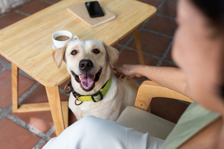 Pet friendly Places