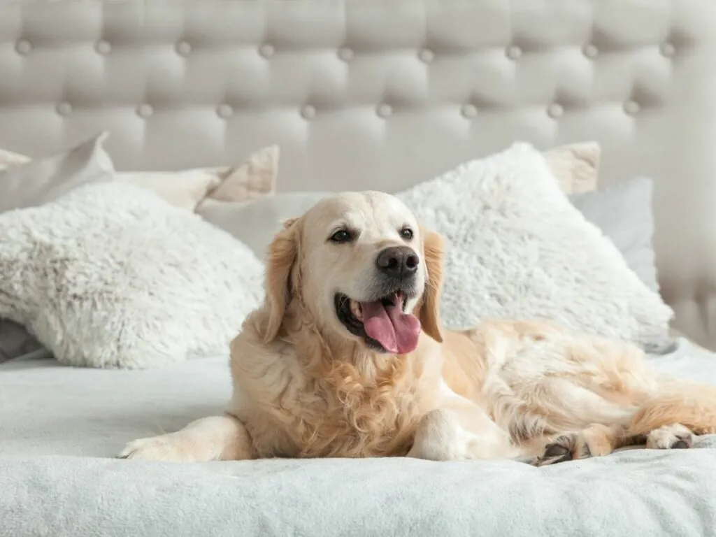 Pet friendly hotels in UAE