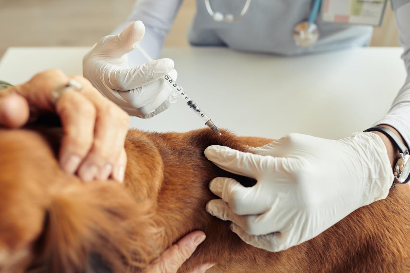 Rabies injections for best sale dogs