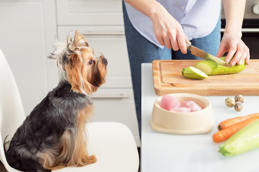 Raw Dog Food Providers that you must know!