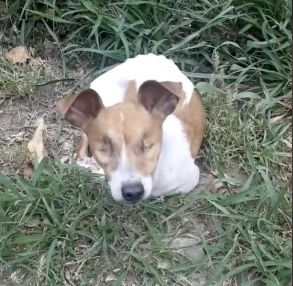 Rescuing Concha